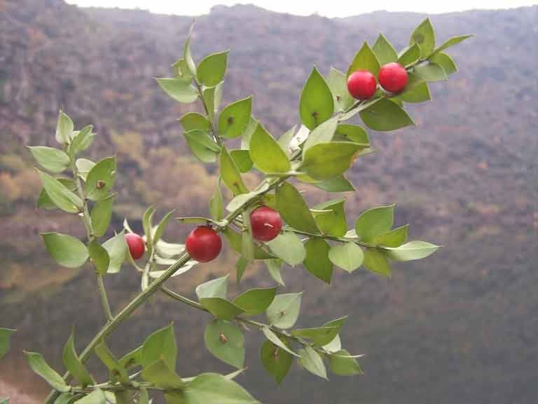 Arboles frutales de la comarca de las Arribes del Duero